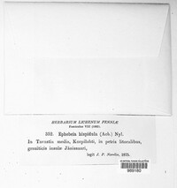 Image Associated With the Occurrence